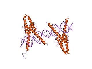 <span class="mw-page-title-main">Myogenic determination factor 5</span>