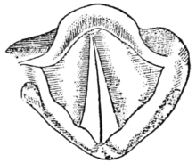 Closed vocal cords as seen during a VCD episode (or when speaking) PSM V64 D268 Vocal cords in position for speaking or singing.png