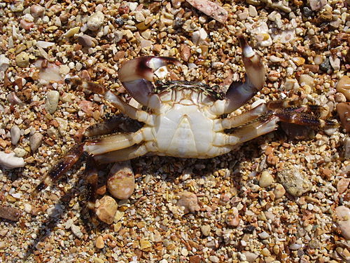 Marbled rock crab, male