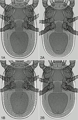 Pachylaelapidae