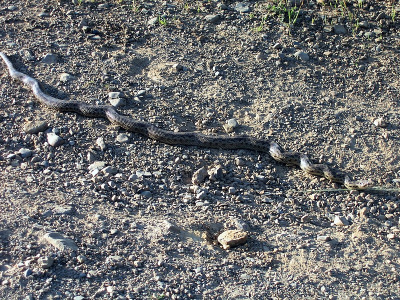 File:Pacific Gopher Snake.jpg