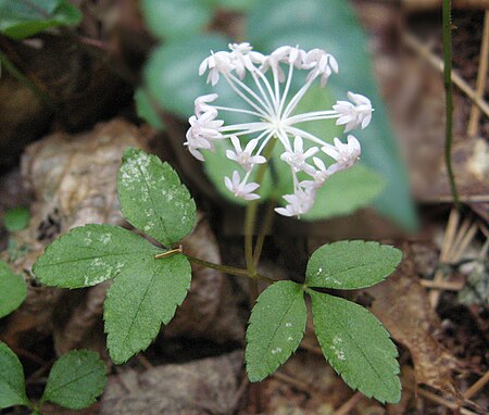 Panax trifolius Kentucky.jpg