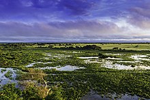 Pantanal in Brazil Pantanal, Mato Grosso, Brasil.jpg
