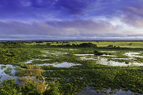 Pantanal scenery in Mato Grosso