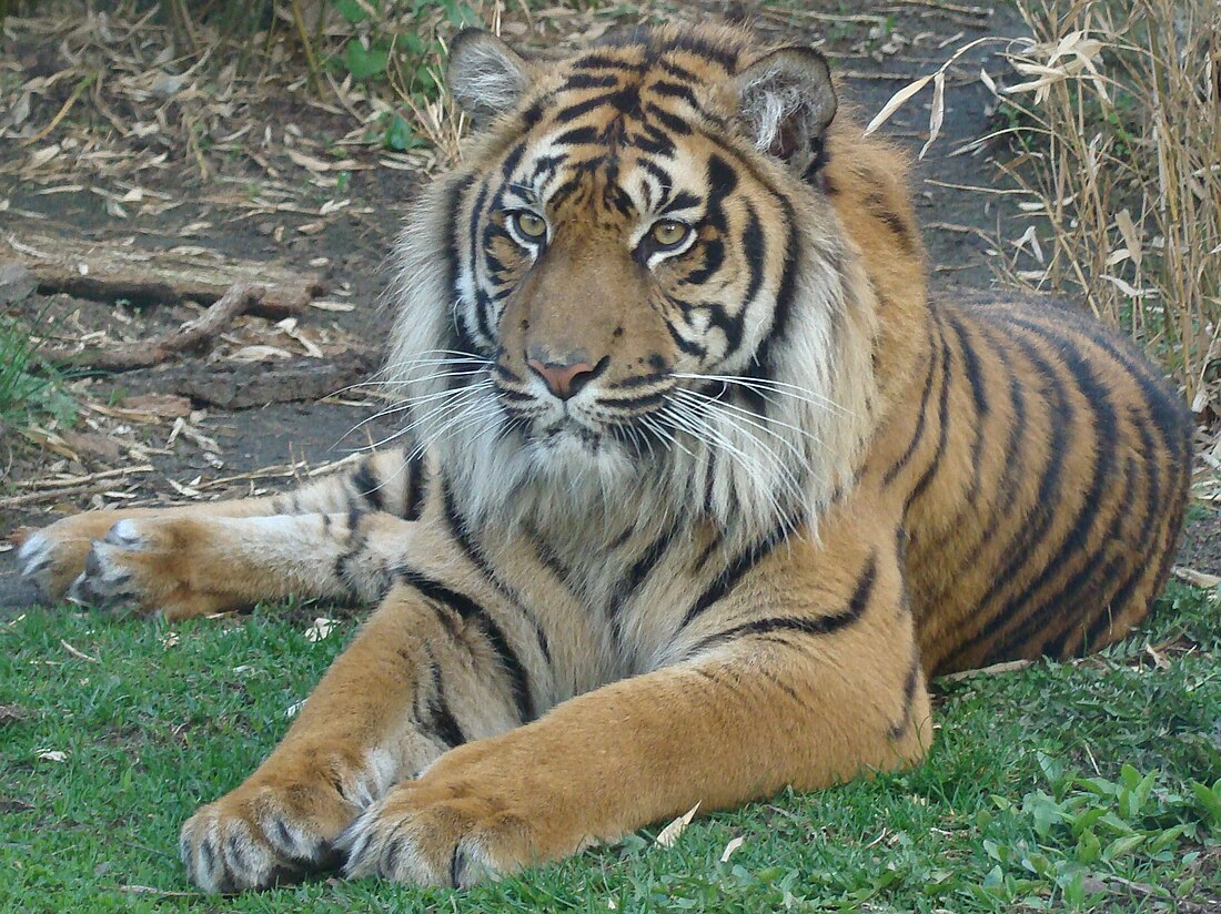 Tigre de Sumatra