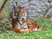 lidhje=https://en.wikipedia.org/wiki/Panthera tigris sumatran subspecies.jpg
