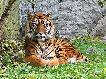 English: Panthera tigris sumatran subspecies. ...