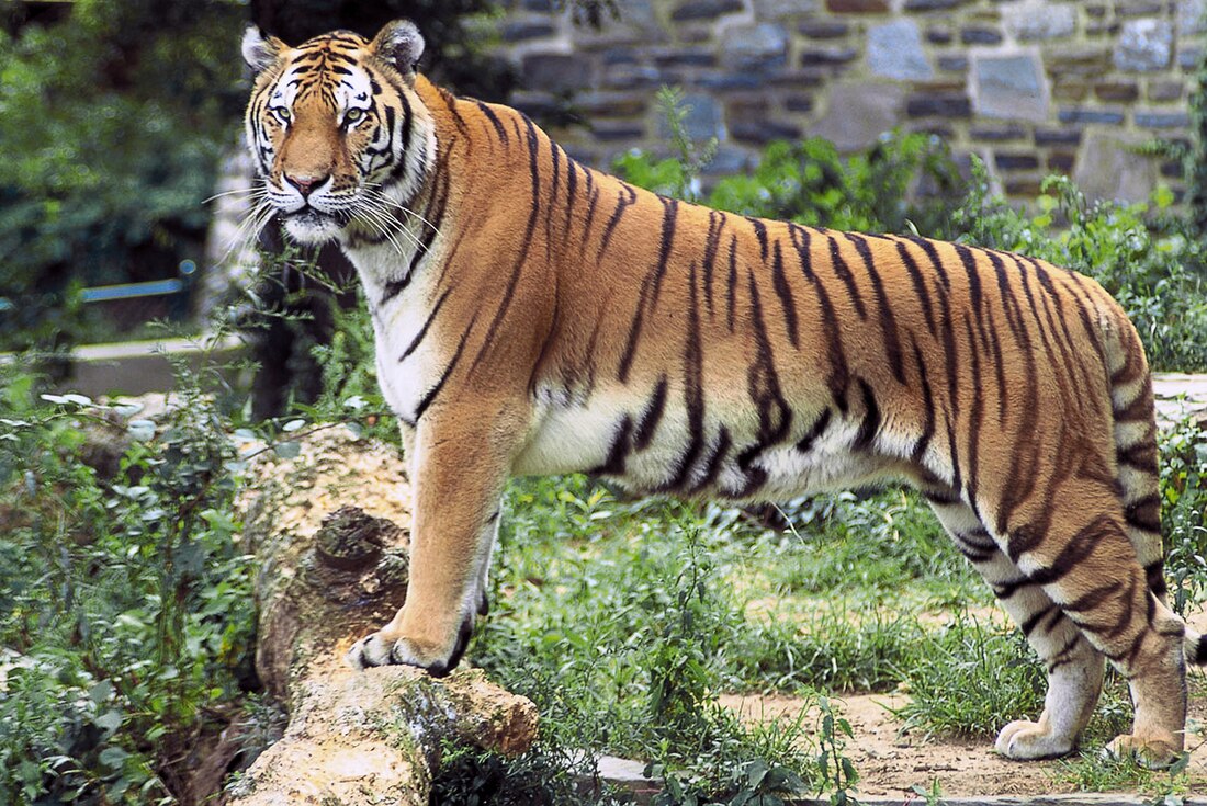 File:Panthera tigris tigris edited2.jpg