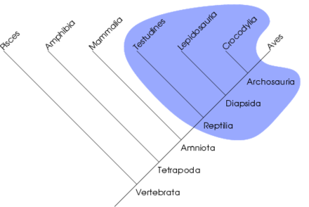 Kladogram over en parafyletisk gruppe