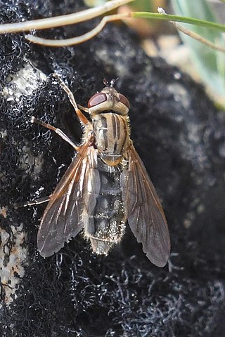 <i>Parhelophilus brooksi</i> Species of fly