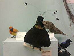 Kitömött hím példány a londoni Természettudományi Múzeumban
