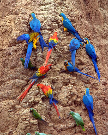 Tập_tin:Parrots_at_a_clay_lick_-Tambopata_National_Reserve,_Peru-8c.jpg