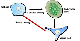 Partial cloning Method in cell biology