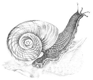 Paryphanta busbyi, drawing from JC Cox, 1888.