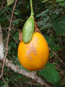 Passiflora bersih fruit.jpg