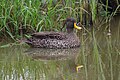 * Nomeamento Yellow-billed duck (Anas undulata), Lake Mburo National Park, Uganda --Poco a poco 11:34, 18 May 2024 (UTC) * Promoción  Support Good quality. --Екатерина Борисова 03:18, 19 May 2024 (UTC)