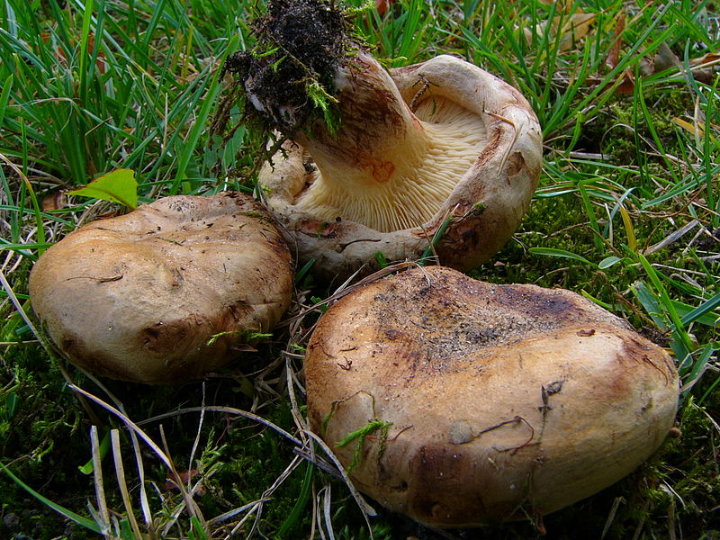 File:Paxillus obscuroporus.JPG