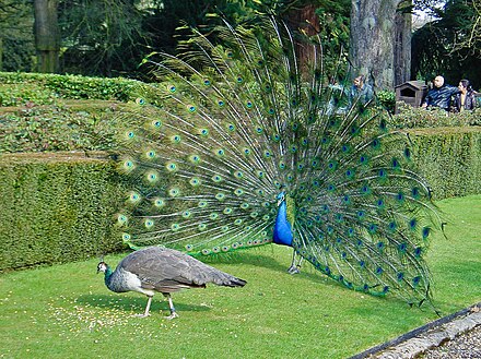 A male peacock does its best to court a female, dancing and displaying its extravagant plumage.
