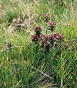 Pedicularis sudetica