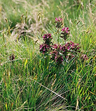 <i>Pedicularis sudetica</i> Species of flowering plant