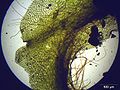 Pellia endiviifolia thallus.jpeg