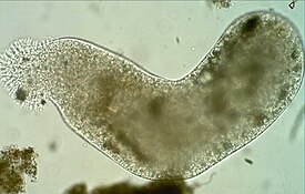 Pelomyxa palustris.jpg