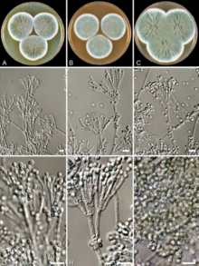 penicillium chrysogenum diagram