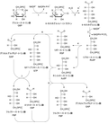 ペントースリン酸経路のサムネイル