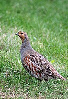 Lista Das Aves De Galicia