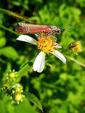 Lépidoptère sur fleur