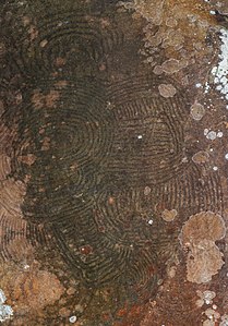 Petroglyphes La Zarza La Palma