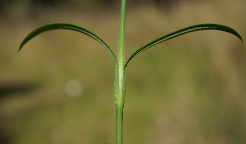 File:Petrorhagia dubia node2 (15109083369).jpg