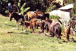 Timor Pony Breed of horse