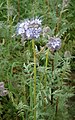 Phacelia tanacetifolia