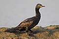 Indian Cormorant (Phalacrocorax fuscicollis), Laem Pak Bia, Petchaburi, Thailand