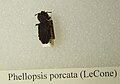 Phellopsis porcata