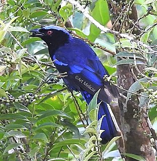 Philippine fairy-bluebird Species of bird