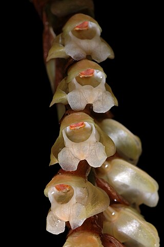 <i>Coelogyne imbricata</i> Species of orchid