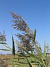 Phragmites australis - geograph.org.uk - 237805.jpg