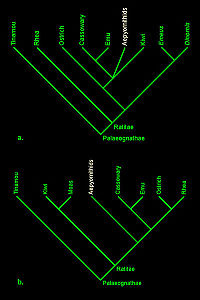 Phylogeny.jpg