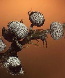 Physarum polycephalum - Wikipedia