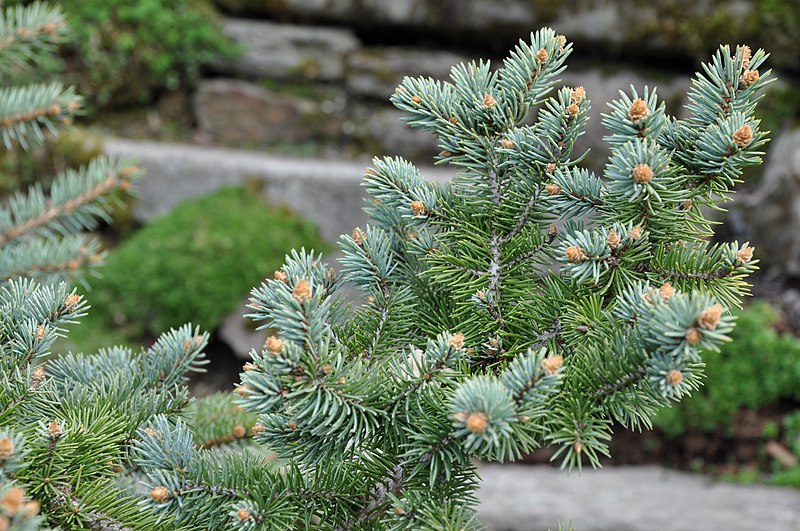 File:Picea pungens-Glauca globosa-Malochyně.jpg