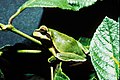 Pine barrens tree frog.jpg