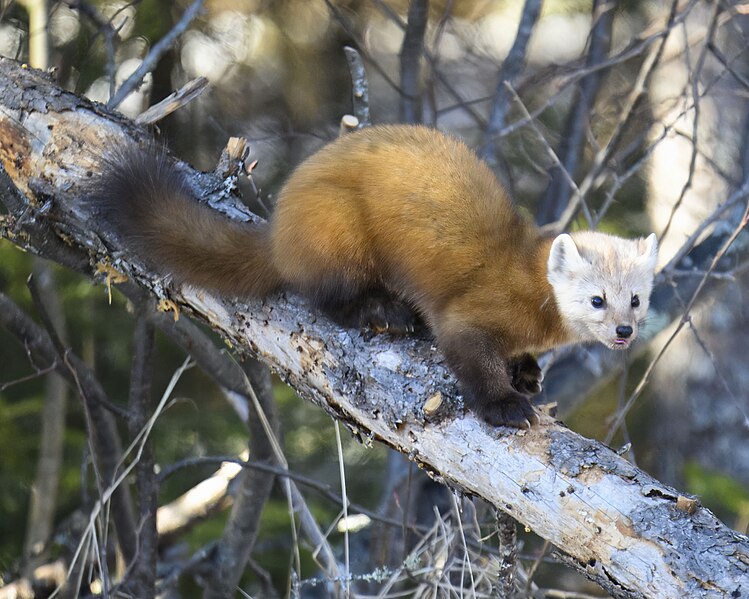 File:Pine marten admiral road feeders 2.19.24 DSC 7203-topaz-denoiseraw-sharpen.jpg