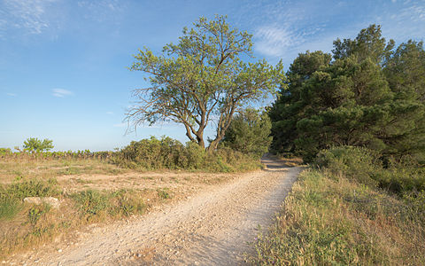 A trail in the commune of Pinet, Hérault, France.