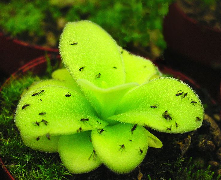 738px-Pinguicula_ne1