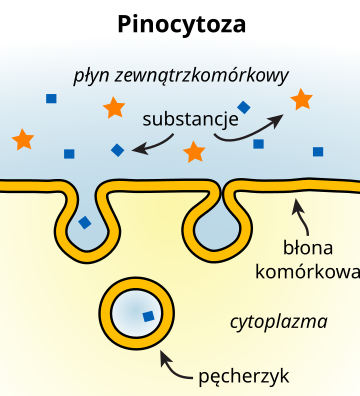 File:Pinocytoza.svg