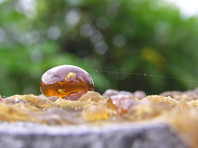 Resin bead on Pinus radiata tree stump. Beads of resin ooze from the stump in hot weather. Initially soft lumps of jelly like this one, they dry out and crystallise like the remnants in the foreground.