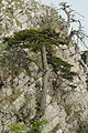 Pinus heldreichii Parco del Pollino.jpg