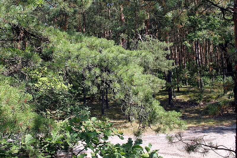 File:Pinus rigida foliage Nieporęt 2.JPG